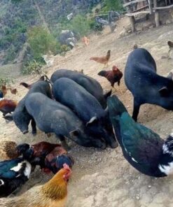 Lợn đen nuôi thả đặc sản Tây Bắc