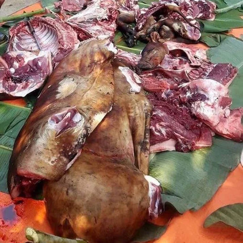 Lợn đen nuôi thả đặc sản Tây Bắc Lợn đen nuôi thả đặc sản Tây Bắc