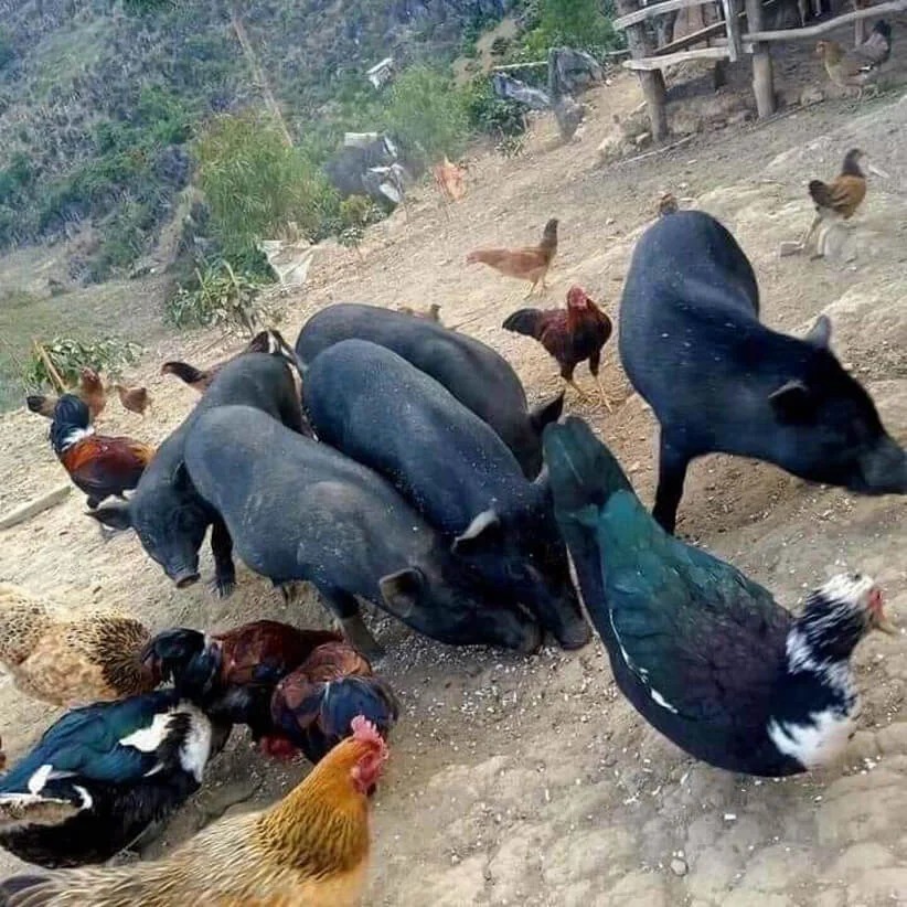 Lợn đen nuôi thả đặc sản Tây Bắc Lợn đen nuôi thả đặc sản Tây Bắc