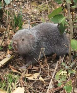 Dúi rừng tự nhiên (1kg)