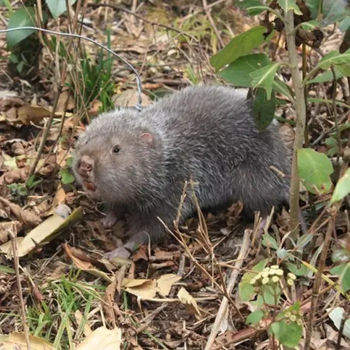 Dúi rừng tự nhiên (1kg) Dúi rừng tự nhiên (1kg)