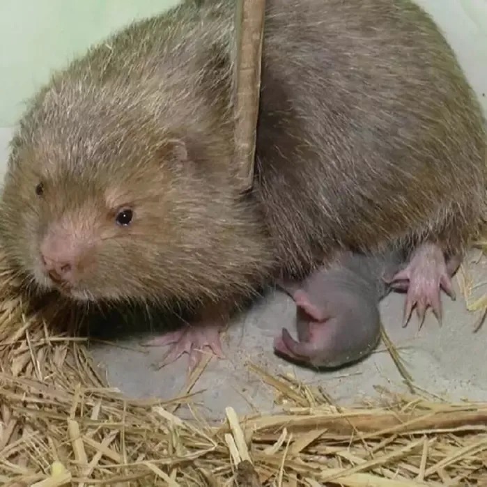 Dúi rừng tự nhiên (1kg) Dúi rừng tự nhiên (1kg)