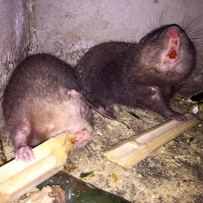 Dúi rừng tự nhiên (1kg) Dúi rừng tự nhiên (1kg)