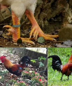 Gà đa cựa Tân Sơn Phú Thọ (1kg)