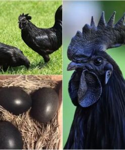 Gà Mông Đen, Gà Đen của người H'Mông (1kg)