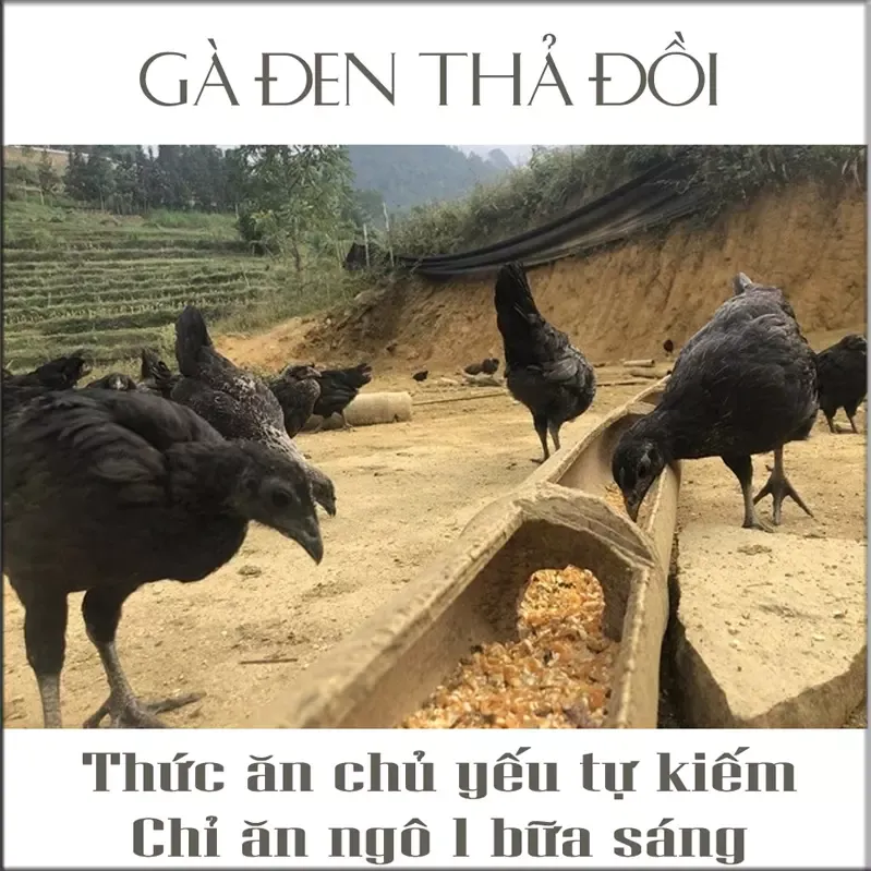 gà đen H'Mông tây bắc
