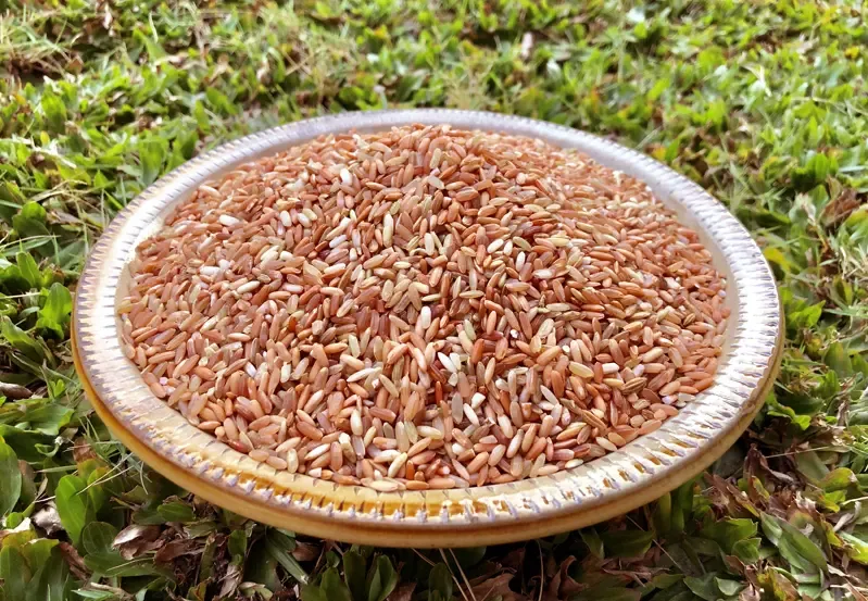 Gạo lứt đỏ dẻo huyết rồng