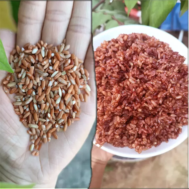 Gạo lứt đỏ dẻo huyết rồng Điện Biên (10kg)