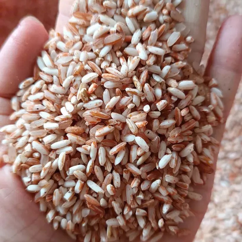 Gạo nương đỏ Tây Bắc Gạo nương đỏ Tây Bắc