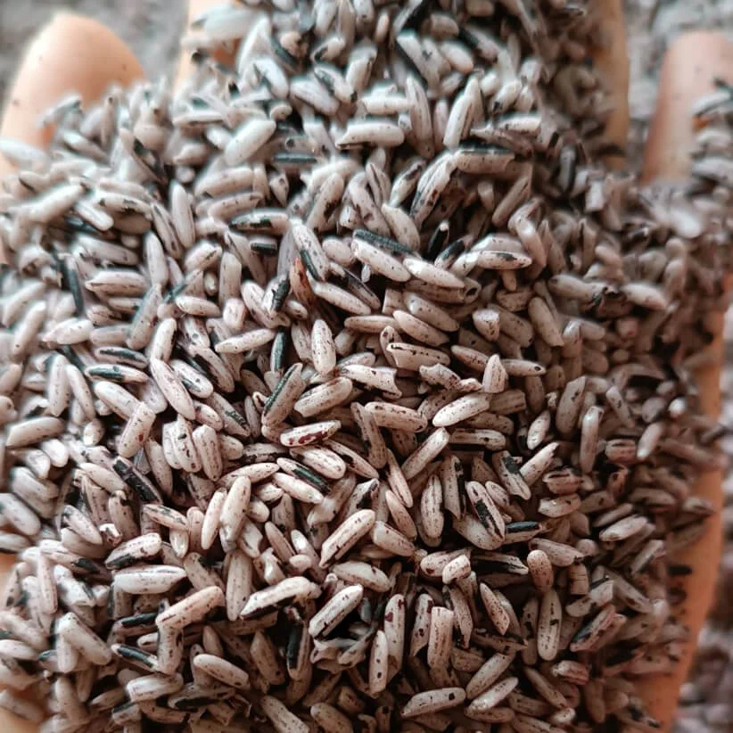 Gạo nương tím dẻo Lai Châu