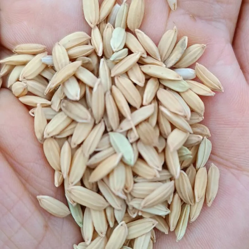 Gạo Séng Cù hạt tròn Lai Châu