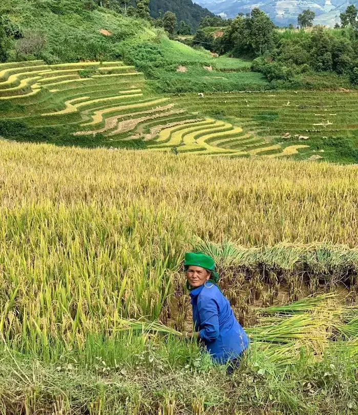 Gạo Séng Cù tròn