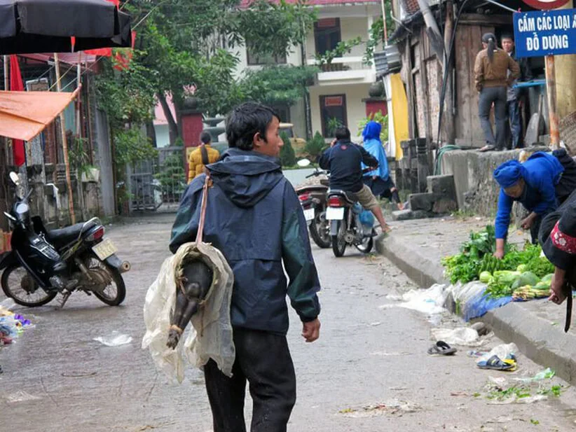 Lợn cắp nách đặc sản Tây Bắc