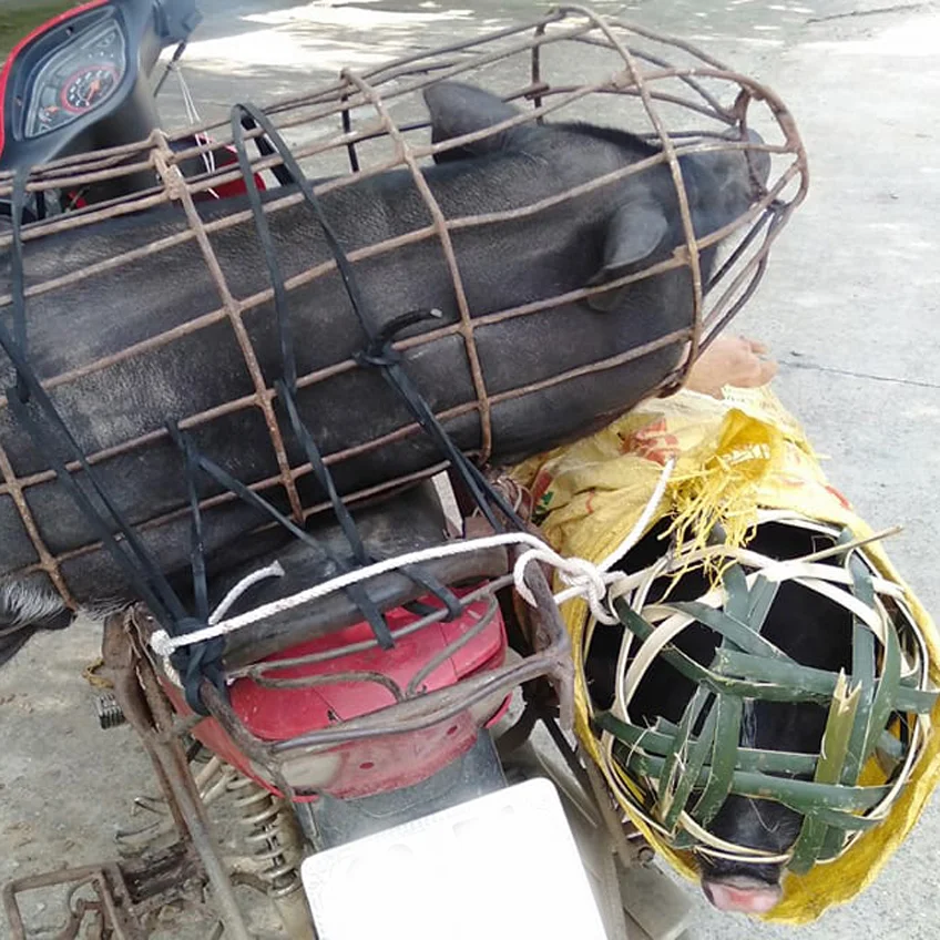 Lợn đen nuôi thả