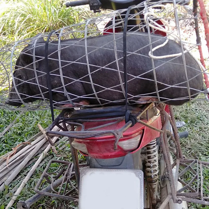 Lợn đen nuôi thả