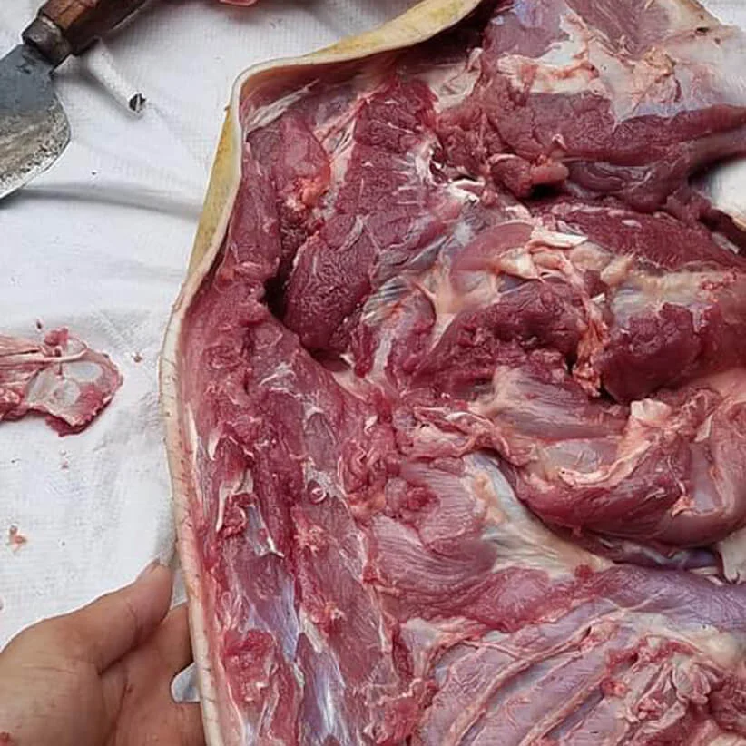 Lợn đen nuôi thả