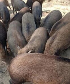 Lợn mán nuôi thả đặc sản Tây Bắc