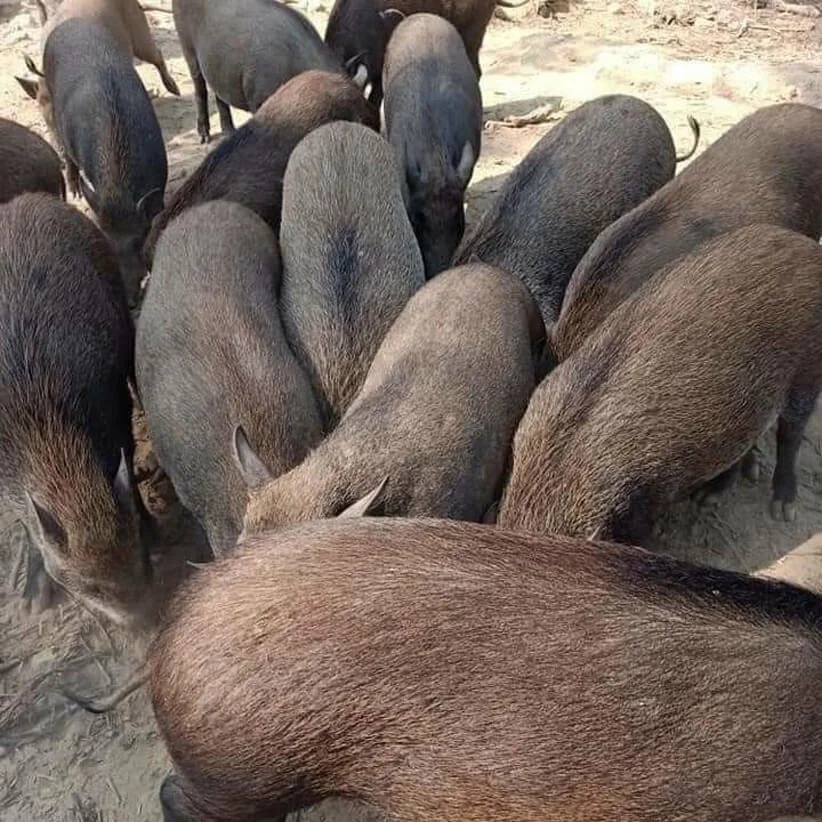 Lợn mán nuôi thả đặc sản Tây Bắc Lợn mán nuôi thả đặc sản Tây Bắc