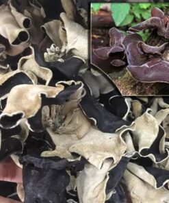 Mộc nhĩ rừng Tây Bắc (1kg)