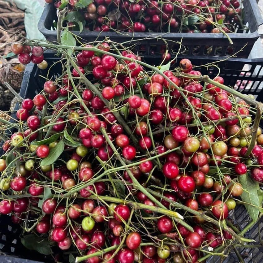 Nho Rừng hút chân không (1kg) Nho Rừng hút chân không (1kg)