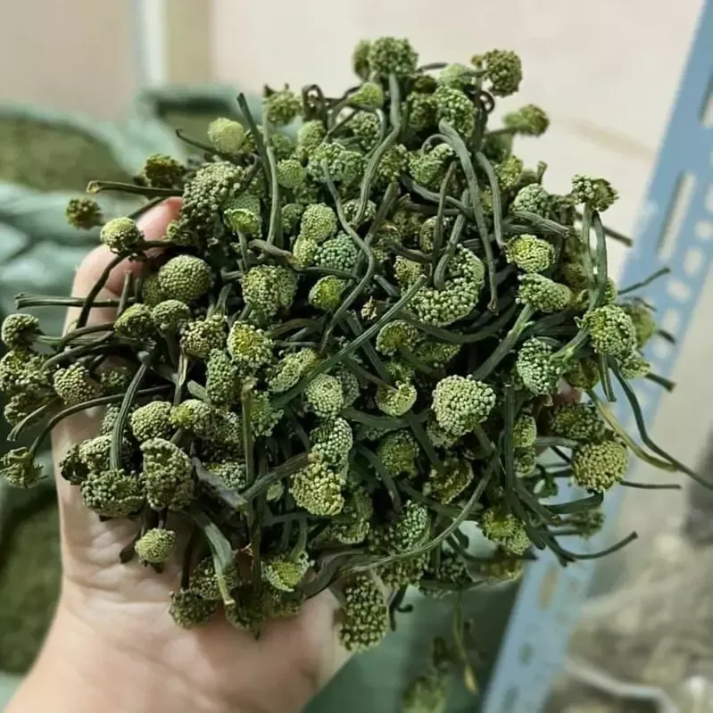 Nụ hoa Tam Thất khô