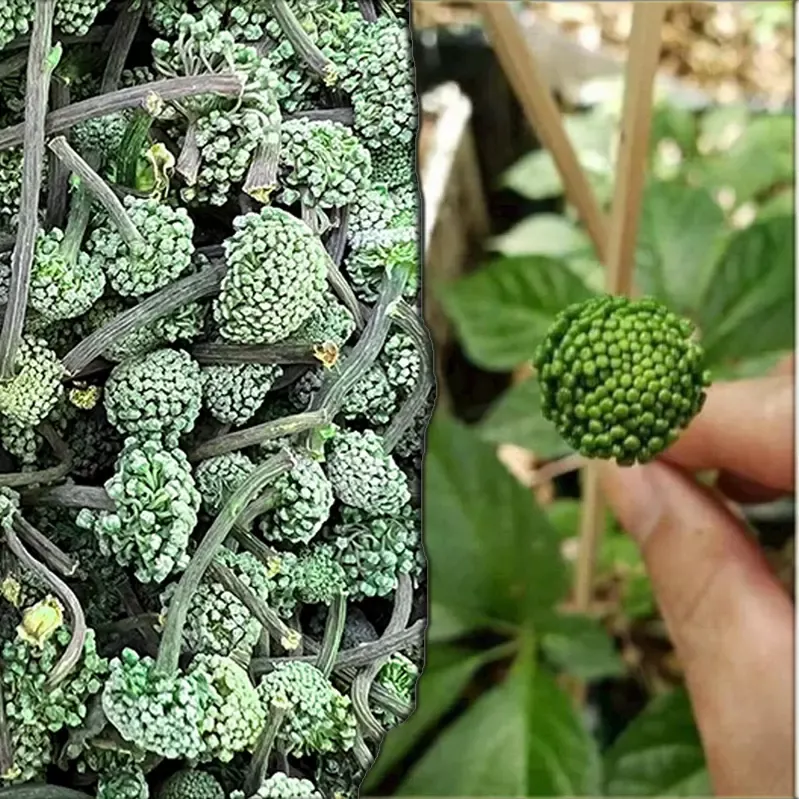 Nụ hoa Tam Thất khô