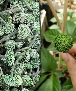 Nụ hoa Tam Thất khô (1kg)