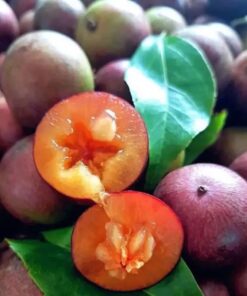 Quả Bồ Quân rừng tím (1kg)