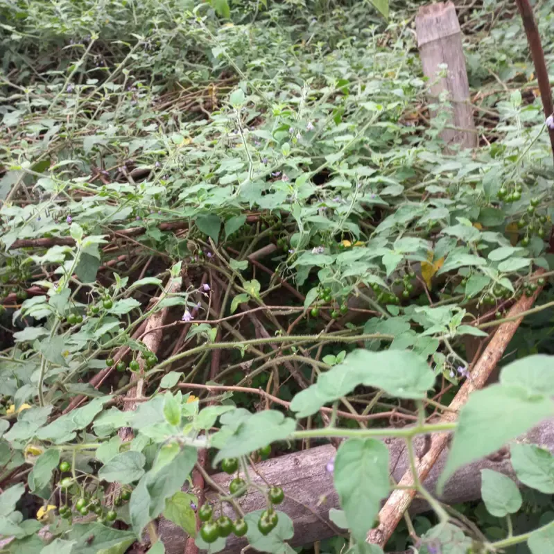 Quả đắng Phù Yên