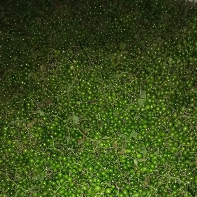 Quả đắng Phù Yên