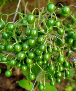 Quả đắng Phù Yên (1kg)