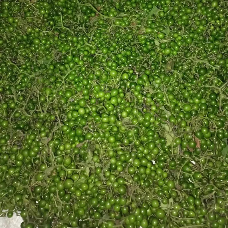 Quả đắng Phù Yên (1kg) Quả đắng Phù Yên (1kg)