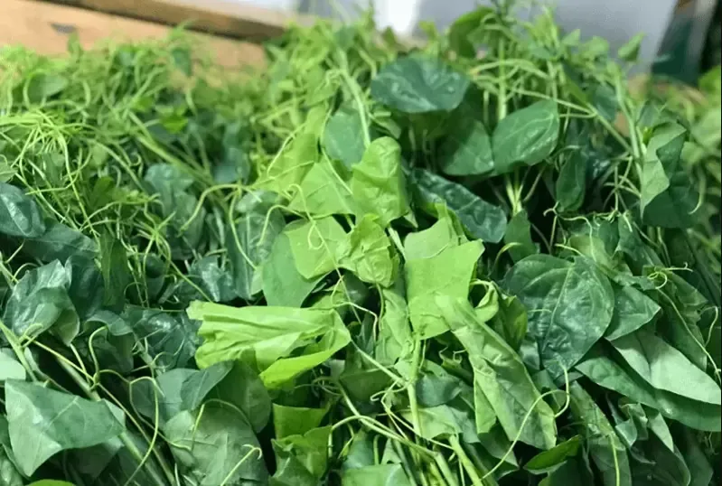 Rau bò khai Tây Bắc