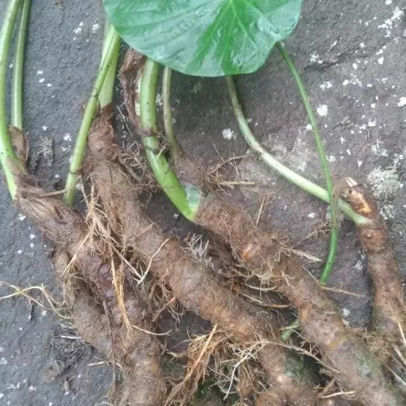 Rễ Cây Tứn Khửn Tươi