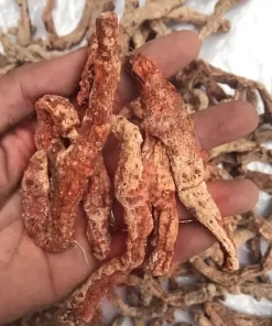 Rễ Cây Tứn Khửn Khô (1kg)