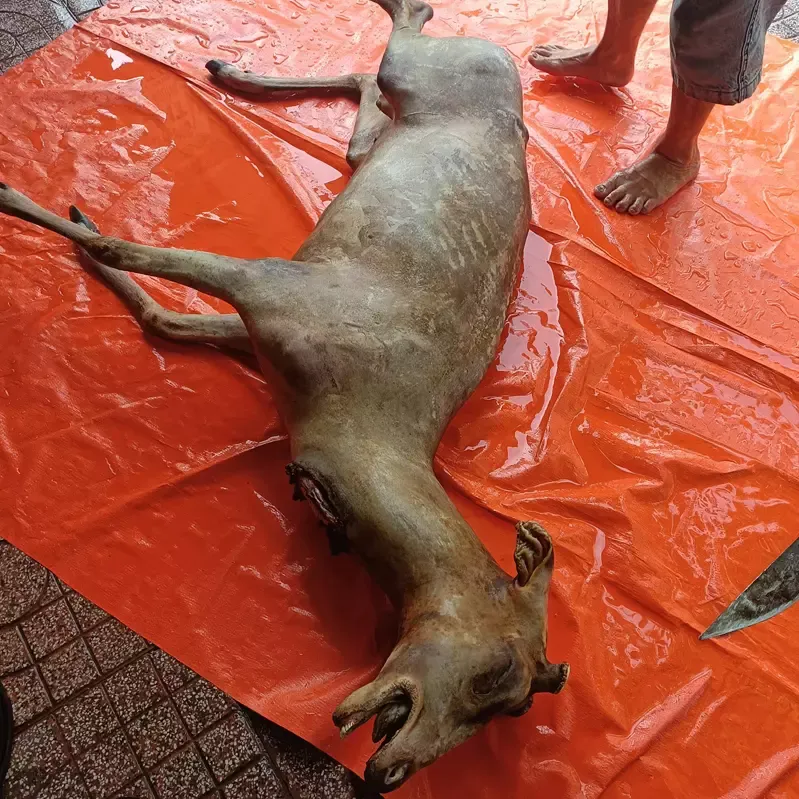 Thịt Nai nuôi thả