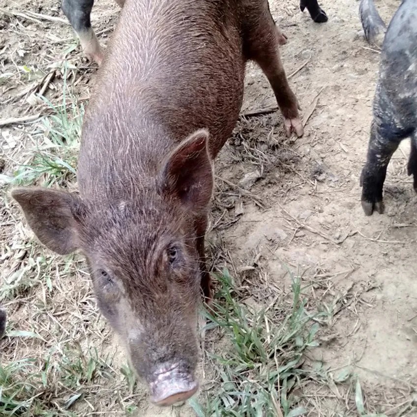 Lợn mán nuôi thả đặc sản Tây Bắc Lợn mán nuôi thả đặc sản Tây Bắc